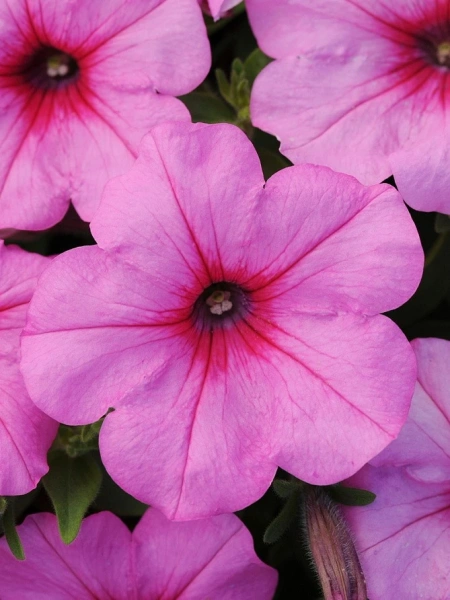 Петуния ИЗИ ВЭЙВ ПИНК ПЕЙШН F1 5шт в амп