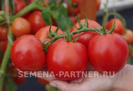 Томат КРИСТИАН F1 0,1г