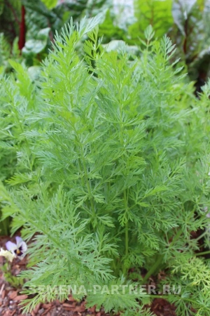 Тмин овощной АППЕТИТНЫЙ 3г