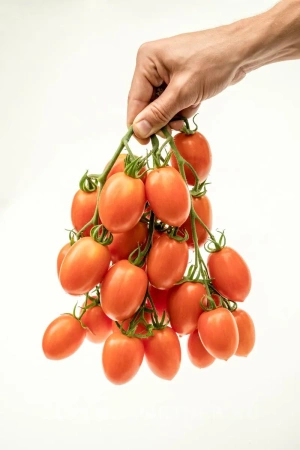 Томат ПЛАМЯ F1 10шт