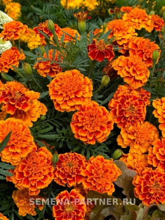 Бархатцы отклоненные БОНАНЗА ФЛЭЙМ 2-ной пак. 10шт