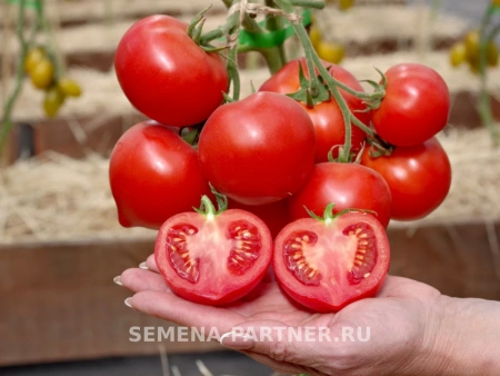 Томат ПРОЛЕТАРОЧКА F1 2-ной пак. 10шт