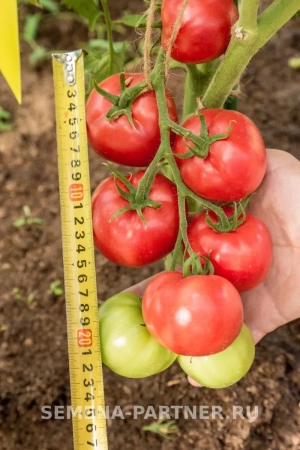 Томат ГЕРЦОГИНЯ ВКУСА F1 2-ной пак. 0,05г