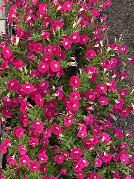 Петуния серия «Ма Шери» ФИОНА F1 5шт в амп