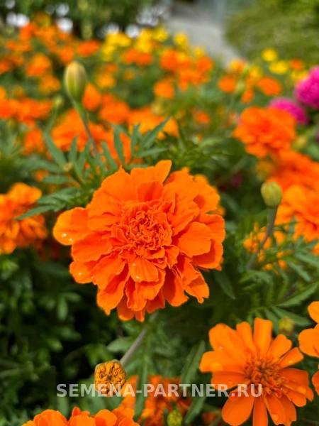 Бархатцы отклоненные ЧИАРО ТАНЖЕРИНЕ 2-ной пак. 10шт