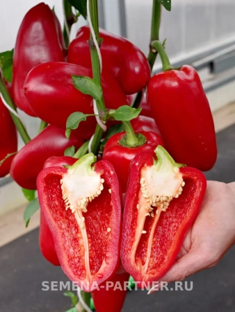 Перец сладкий ПЕТРОВЧАНКА 2-ной пак. 0,1г