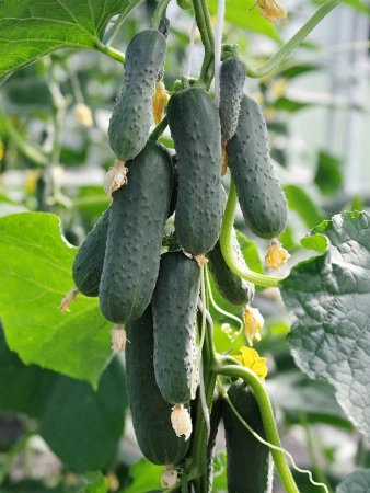 Огурец ФУЛ ХАУС F1 5шт