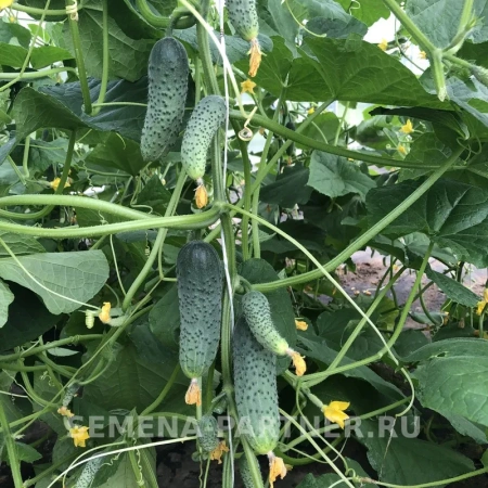 Огурец ГОША F1 2-ной пак. 5шт