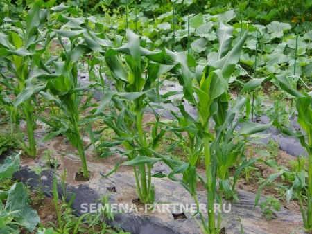 Кукуруза САММЕР СВИТ F1 3г