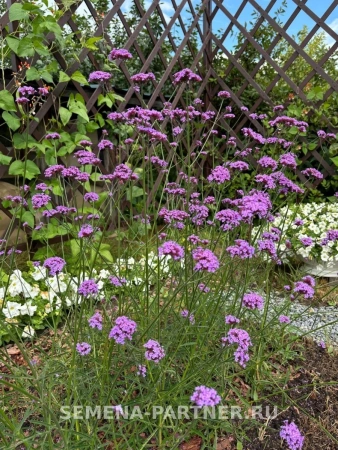 Вербена бонарская СИЛЬВИЯ фон ГАРДЕН 10шт в амп