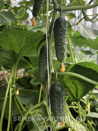 Огурец ГОША F1 2-ной пак. 5шт