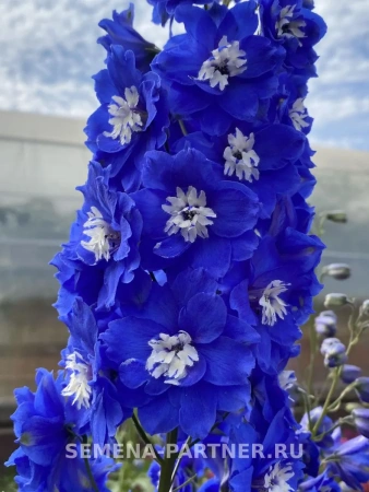Дельфиниум новозеландский РОЙЯЛ АСПИРЕЙШЕН F1 3шт