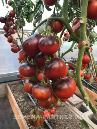 Томат ЧЕРНАЯ БОГИНЯ 10шт