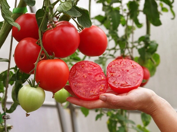 Томат СТРАУС F1 2-ной пак. 10шт