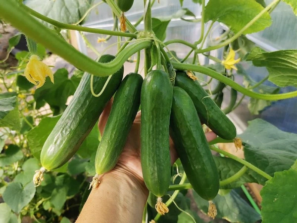 Огурец МАРИНИН F1 5шт