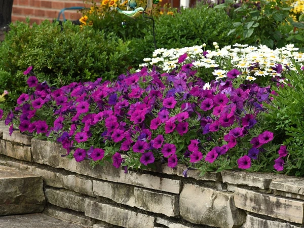 Петуния ИЗИ ВЭЙВ ВИОЛЕТ F1 5шт в амп