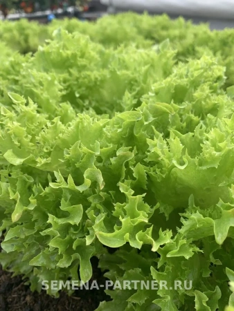 Салат листовой КУЧЕРЯВЕЦ ПАРТНЕР 1г
