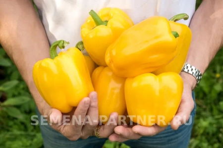 Перец сладкий ТАВИНЬЯНО F1 2-ной пакет 5шт
