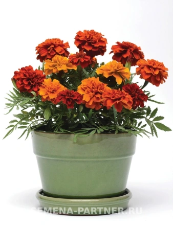 Бархатцы отклоненные ФАЙРБОЛЛ 10шт