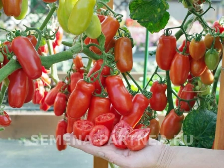 Томат ЖИГОЛО 2-ной пак. 0,05г (снова в продаже)