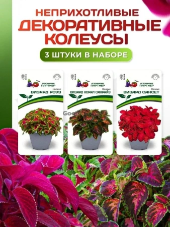 Набор цветов "Декоративные колеусы" 1шт