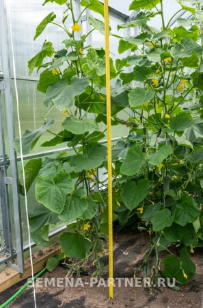 Огурец БИНГО F1 5шт