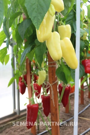 Перец сладкий ЗЛАТА ПРАГА F1 2-ной пак. 10шт Перец сладкий ЗЛАТА ПРАГА F1 2-ной пак. 10шт