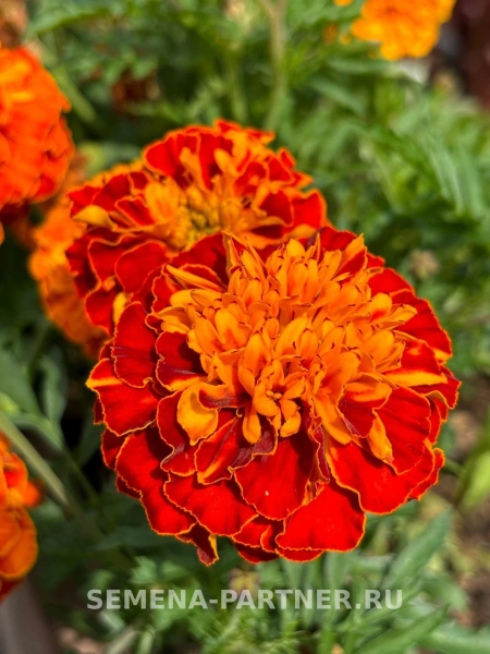 Бархатцы отклоненные БОНАНЗА ХАРМОНИ 2-ной пак. 10шт