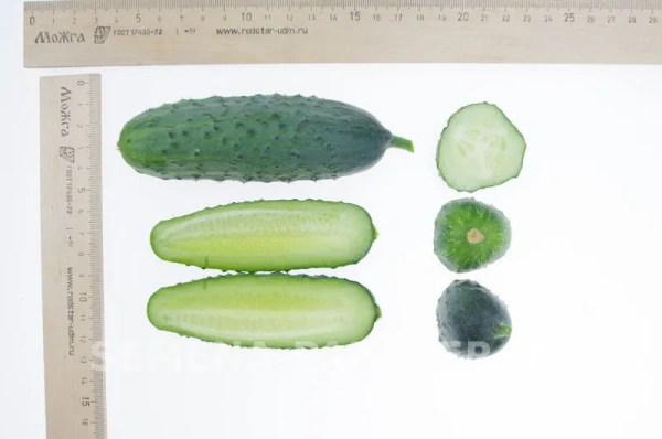 Огурец АЯКС F1 2-ной пак. 10шт
