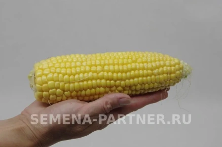 Кукуруза СПИРИТ F1 сахарная 3г